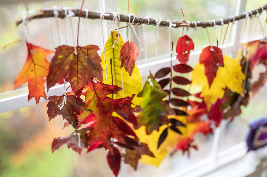 Фото: Leigha Perales/Shutterstock