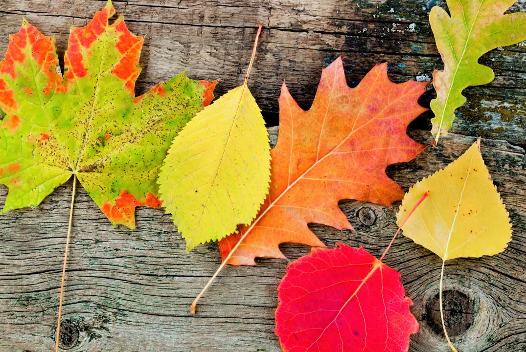 Фото: Zadorozhnyi Viktor/Shutterstock