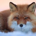 Фото: Andrei Stepanov/Shutterstock