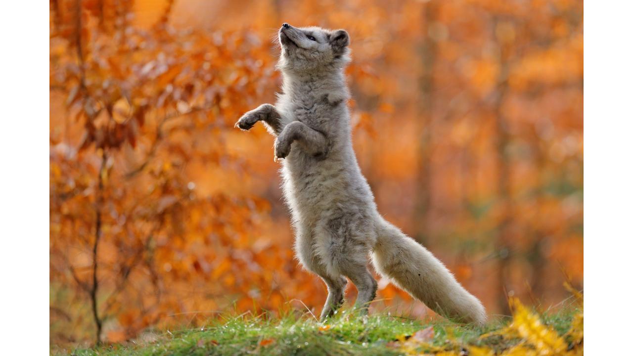 Песец Фото: Ondrej Prosicky/Shutterstock Песец Фото: Ondrej Prosicky/Shutterstock