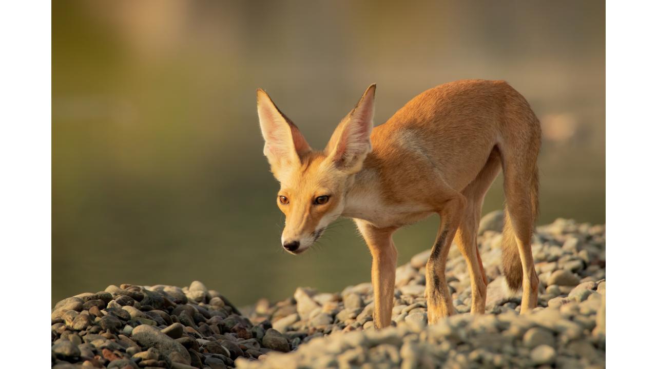 Песчаная лисица Фото: Osama_ishaq/Shutterstock Песчаная лисица Фото: Osama_ishaq/Shutterstock