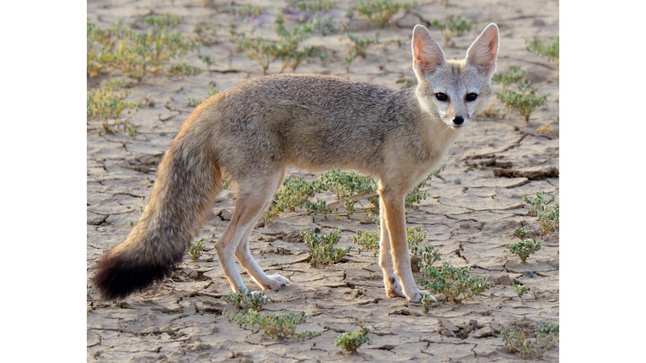 Бенгальская лисица Фото: MuhammadAliRajput/Shutterstock Бенгальская лисица Фото: MuhammadAliRajput/Shutterstock