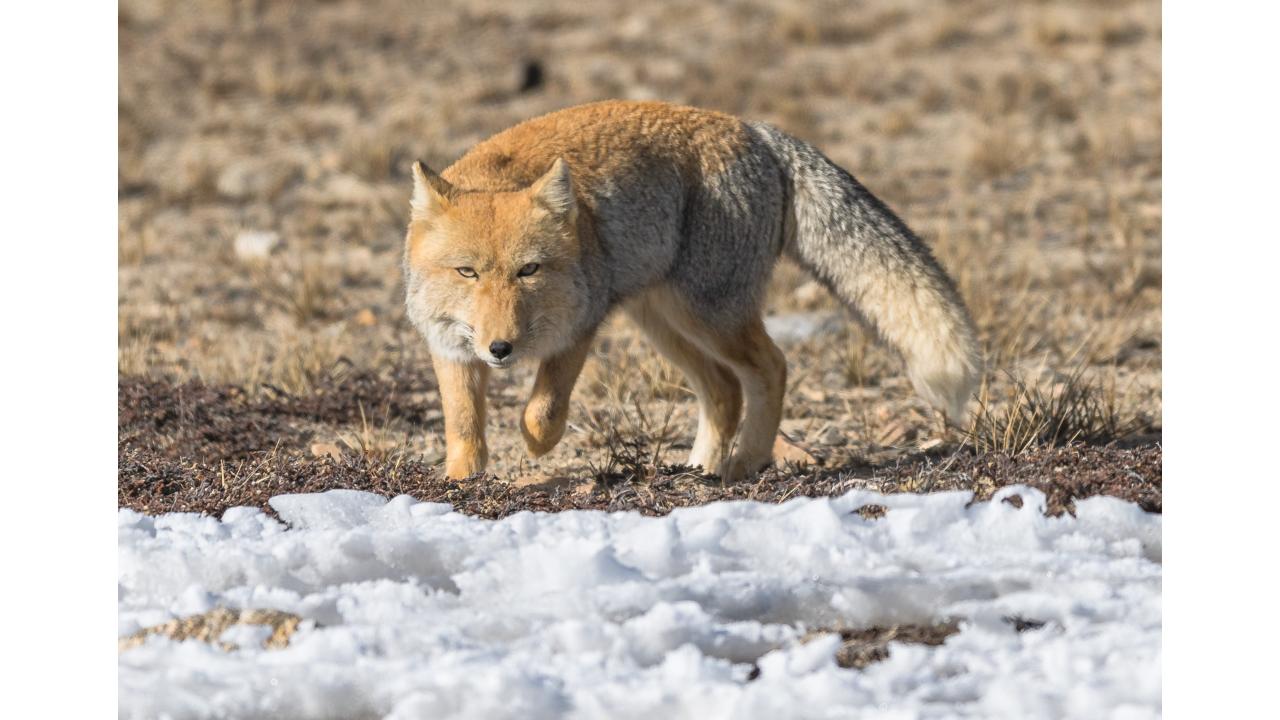 Тибетская лисица Фото: Ranjith_july/Shutterstock Тибетская лисица Фото: Ranjith_july/Shutterstock