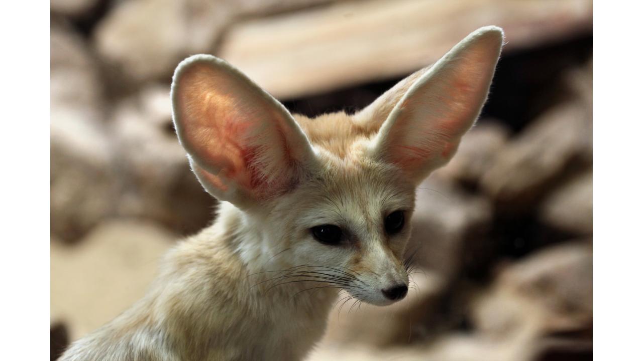 Фенек Фото: Vladimir Wrangel/Shutterstock Фенек Фото: Vladimir Wrangel/Shutterstock