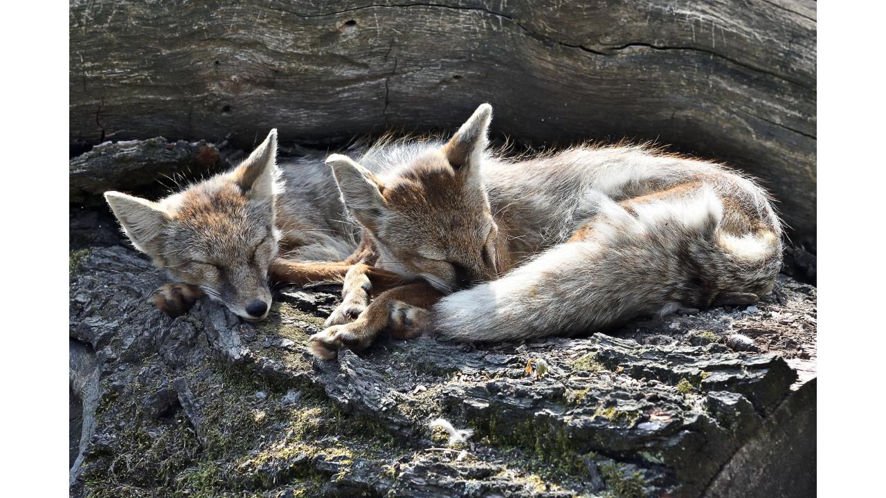 Корсаки Фото: Alexandr Junek Imaging/Shutterstock Корсаки Фото: Alexandr Junek Imaging/Shutterstock