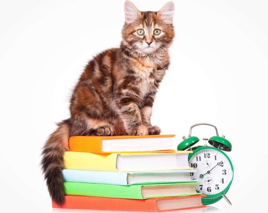 Фото: DenisNata/Shutterstock Фото: DenisNata/Shutterstock