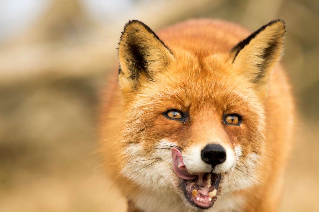 Фото: AngelaLouwe/Shutterstock Фото: AngelaLouwe/Shutterstock