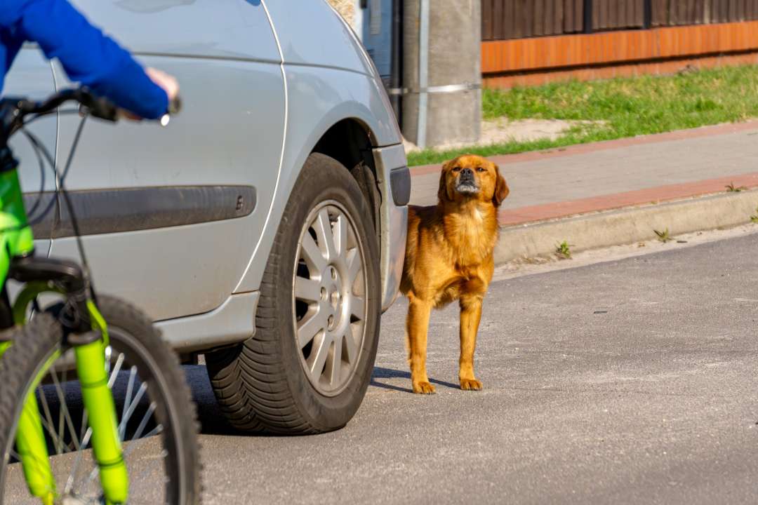 Фото: Adam bartosik/Shutterstock