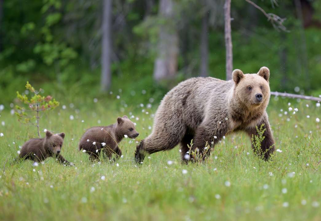 Фото: Bjorn H Stuedal/Shutterstock Фото: Bjorn H Stuedal/Shutterstock
