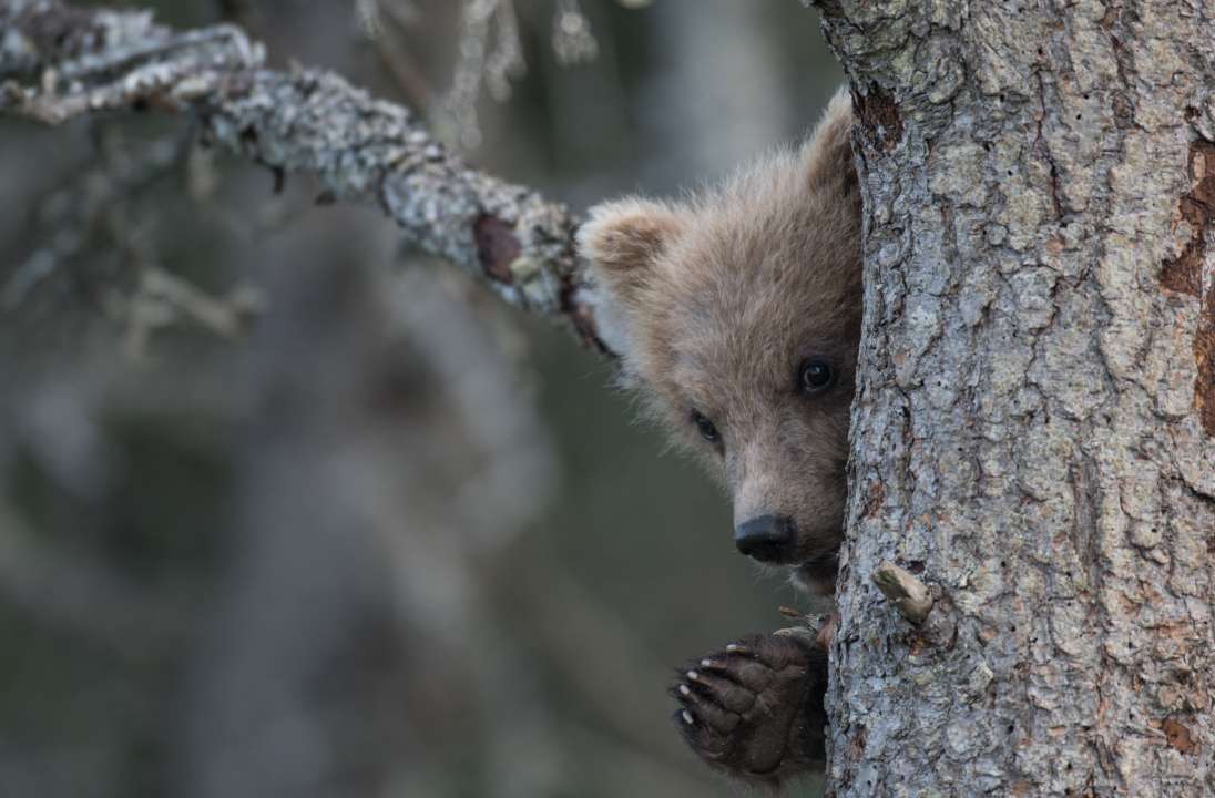 Фото: Tony Campbell/Shutterstock Фото: Tony Campbell/Shutterstock