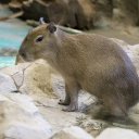 Фото: пресс-служба Московского зоопарка