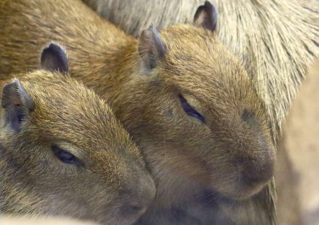 Фото: пресс-служба Московского зоопарка