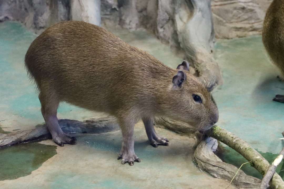 Фото: пресс-служба Московского зоопарка