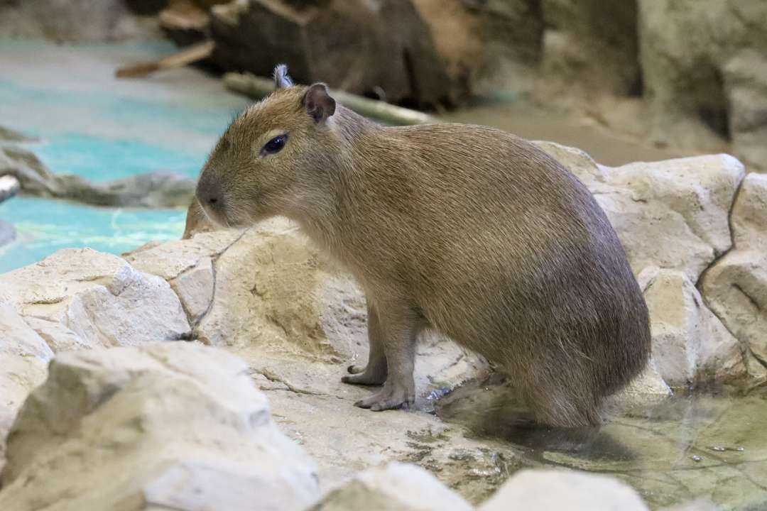 Фото: пресс-служба Московского зоопарка