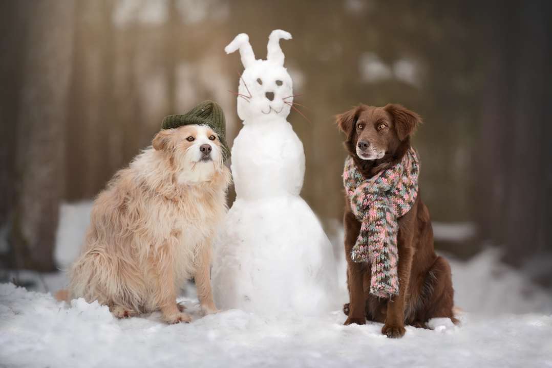 Фото: Enna8982/Shutterstock.com