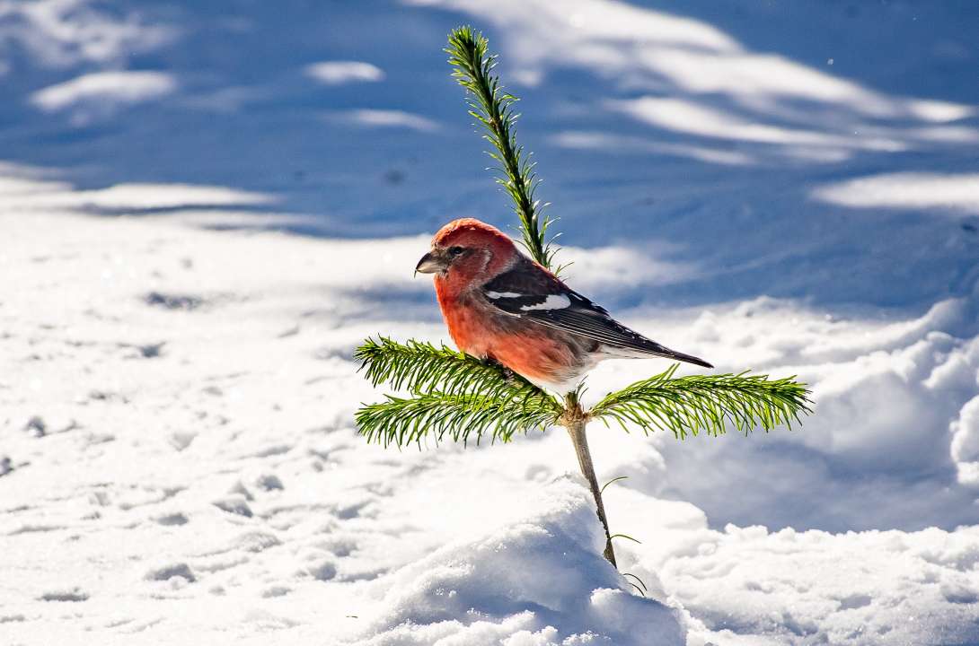 Фото: Sergey Pashnov/Shutterstock.com