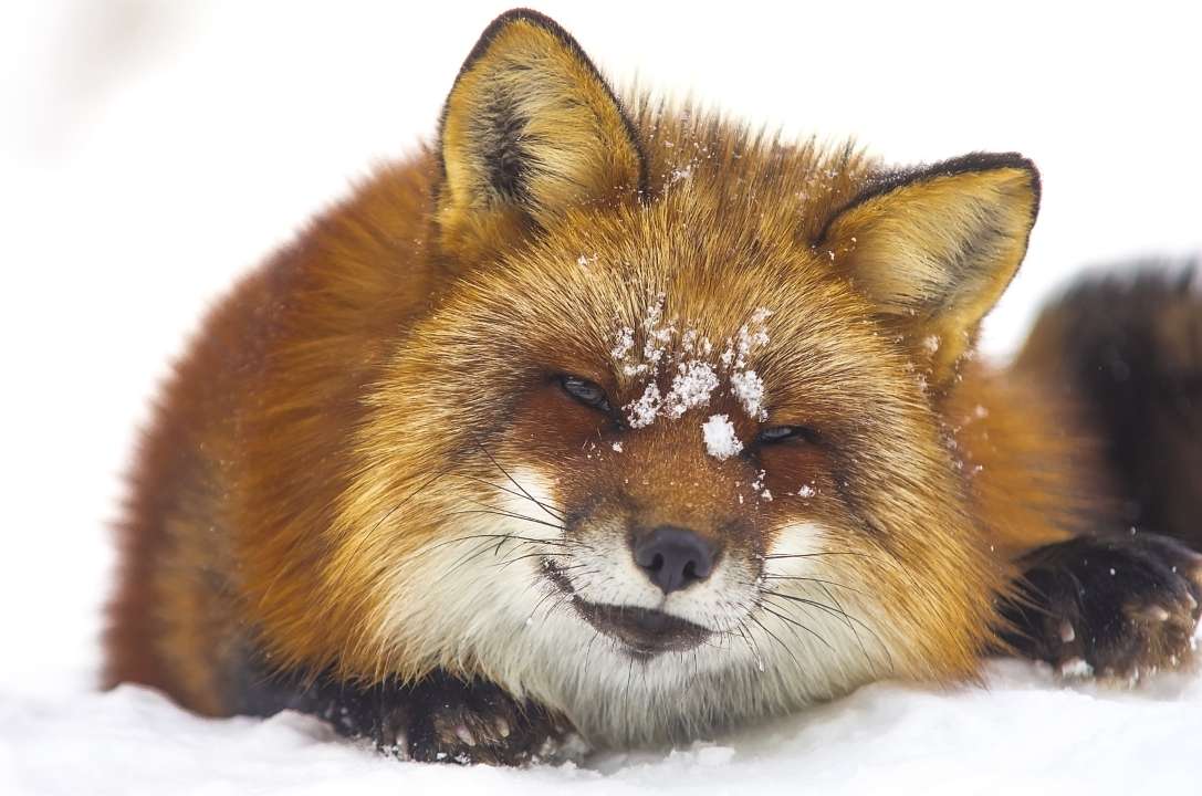 Фото:  Ilya D. Gridnev/Shutterstock.com