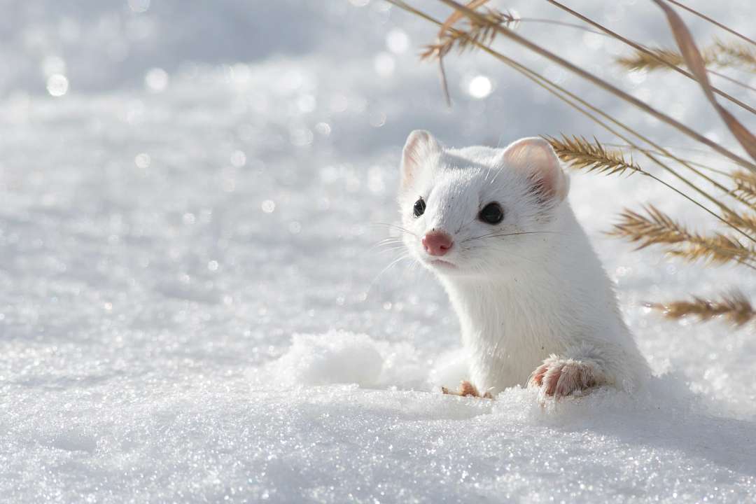 Фото:  Nicholas Taffs/Shutterstock.com