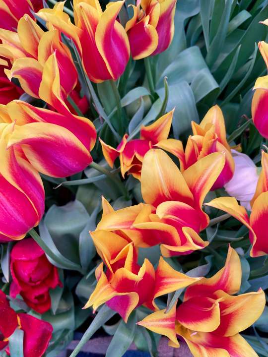 Фото: TomNovok/Shutterstock Фото: TomNovok/Shutterstock