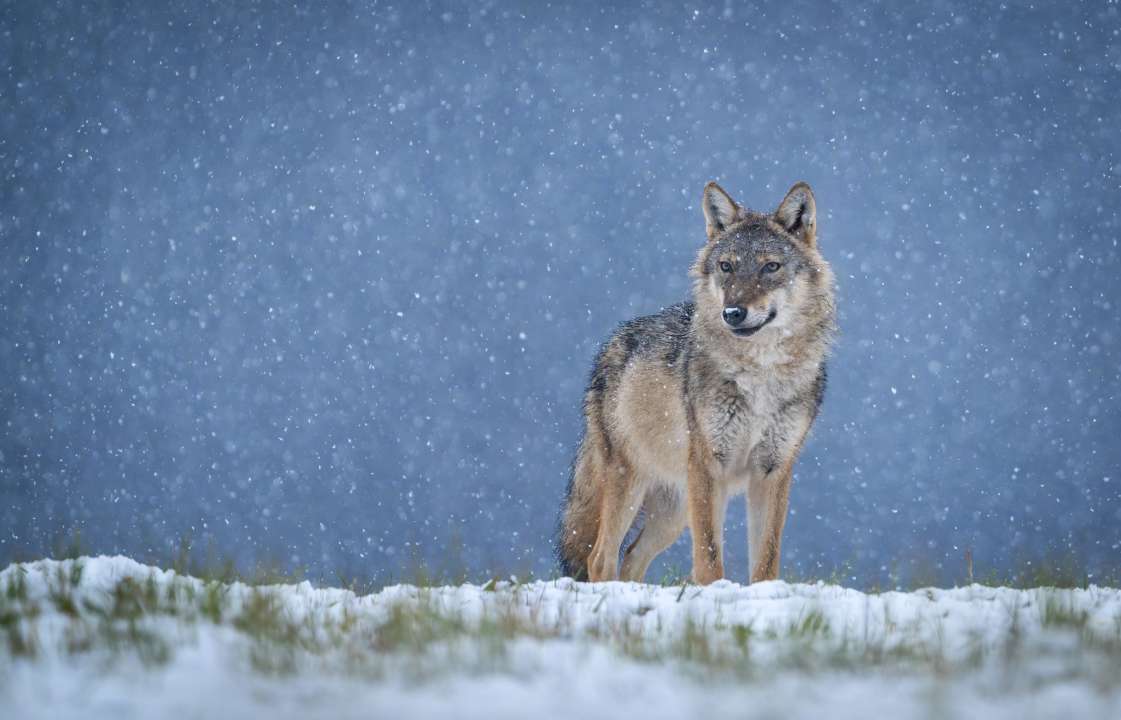 Фото:  Piotr Krzeslak/Shutterstock.com