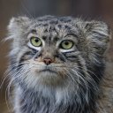 Фото: пресс-служба Московского зоопарка