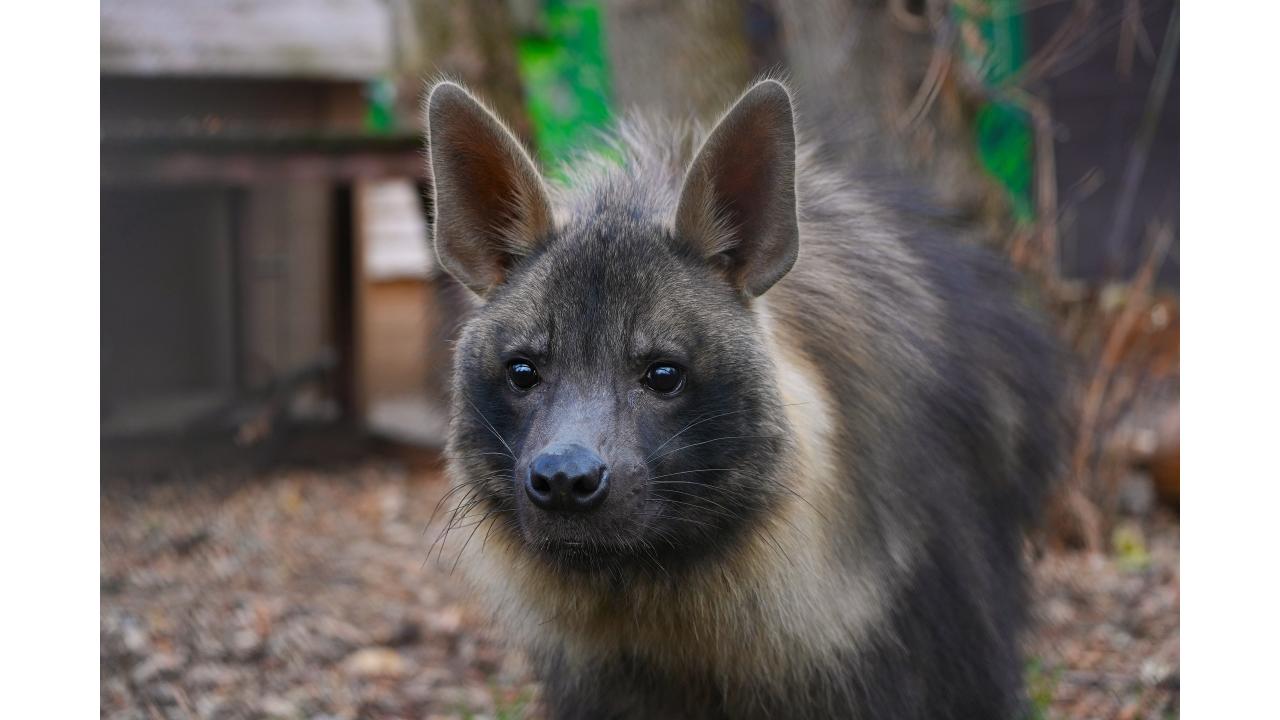 Бурая гиена Фото: пресс-служба Московского зоопарка
