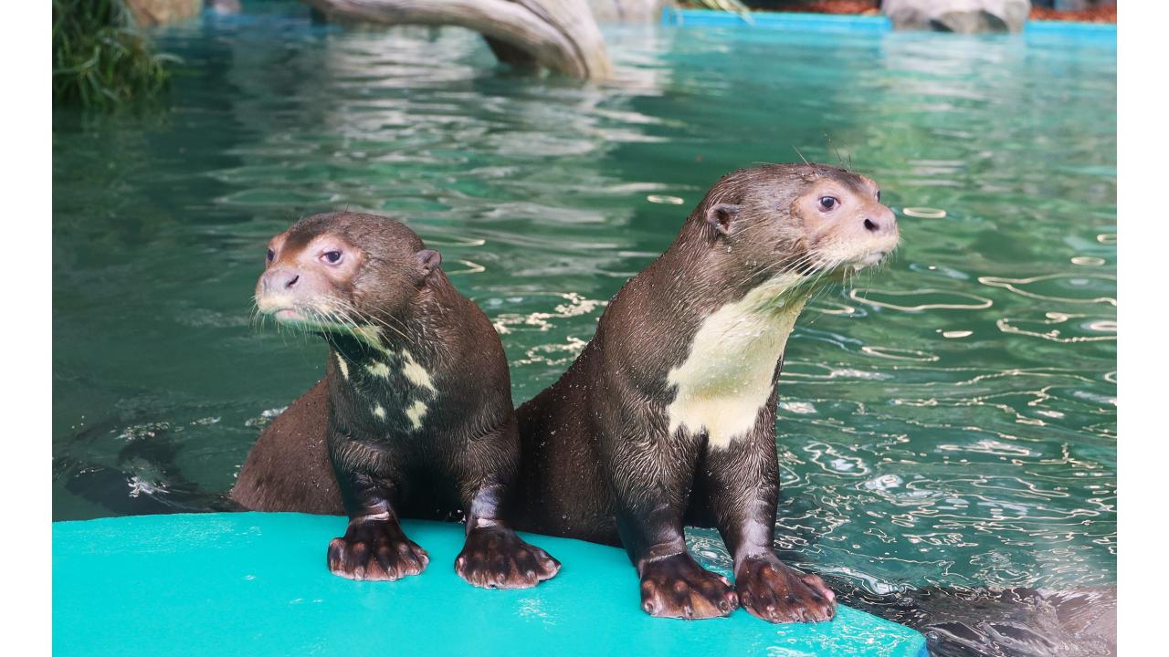 Гигантские выдры Фото: пресс-служба Московского зоопарка