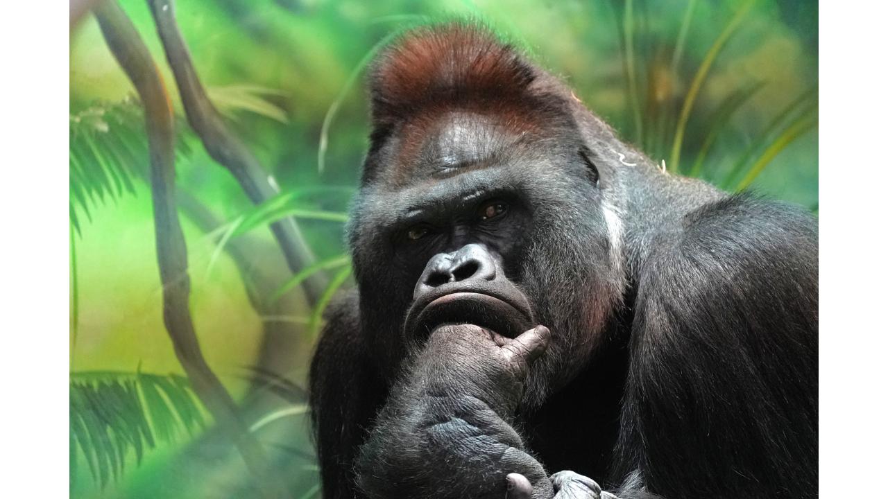 Горилла Фото: пресс-служба Московского зоопарка