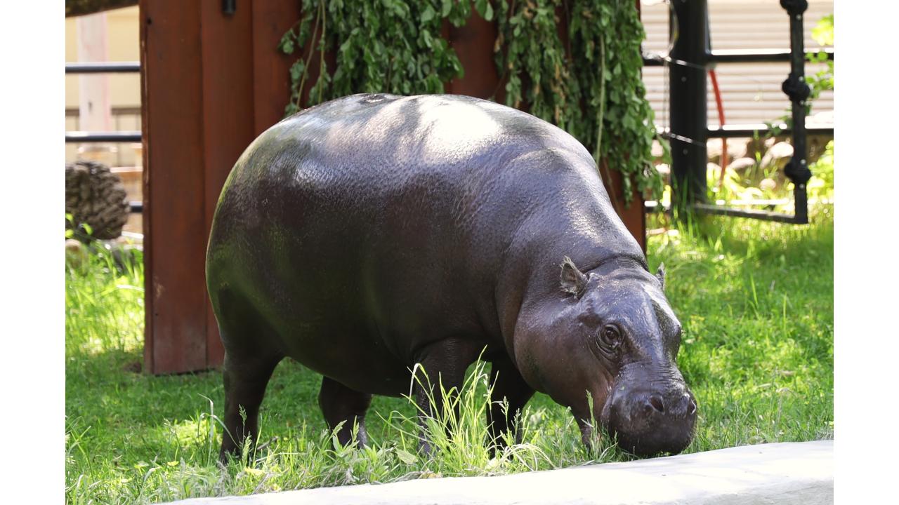 Карликовый бегемот Фото: пресс-служба Московского зоопарка