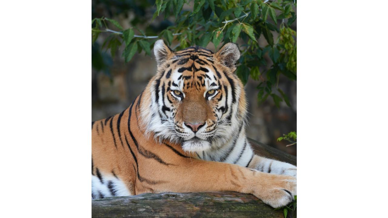 Тигр Фото: пресс-служба Московского зоопарка