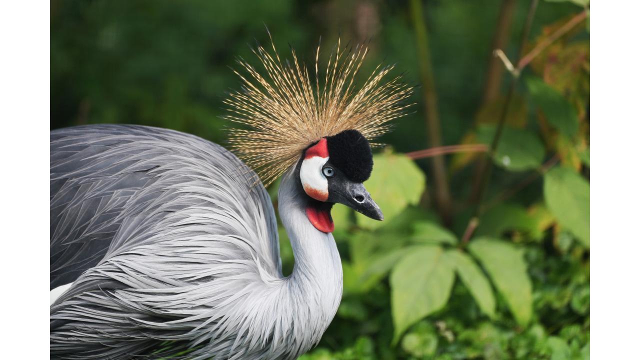 Венценосный журавль Фото: пресс-служба Московского зоопарка