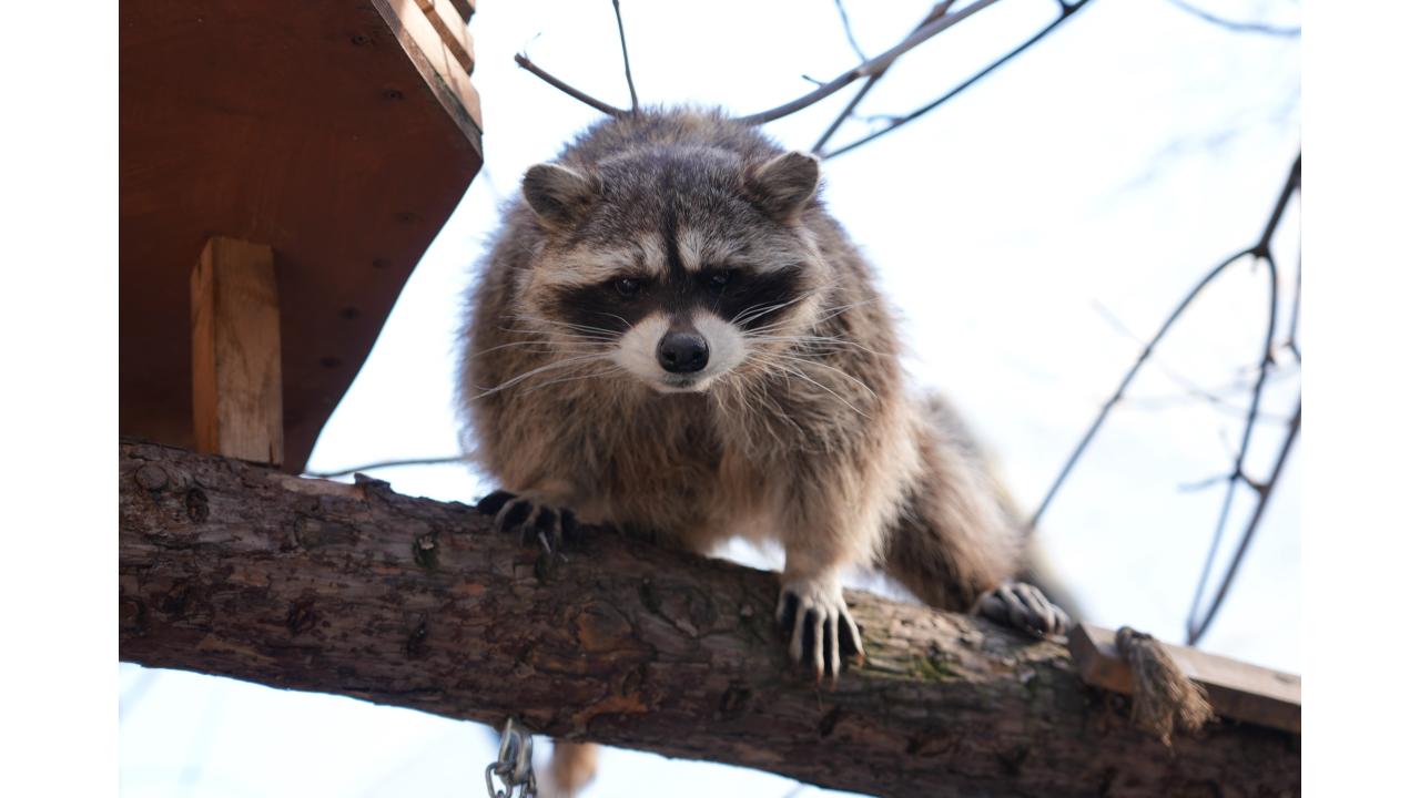 Фото: пресс-служба Московского зоопарка