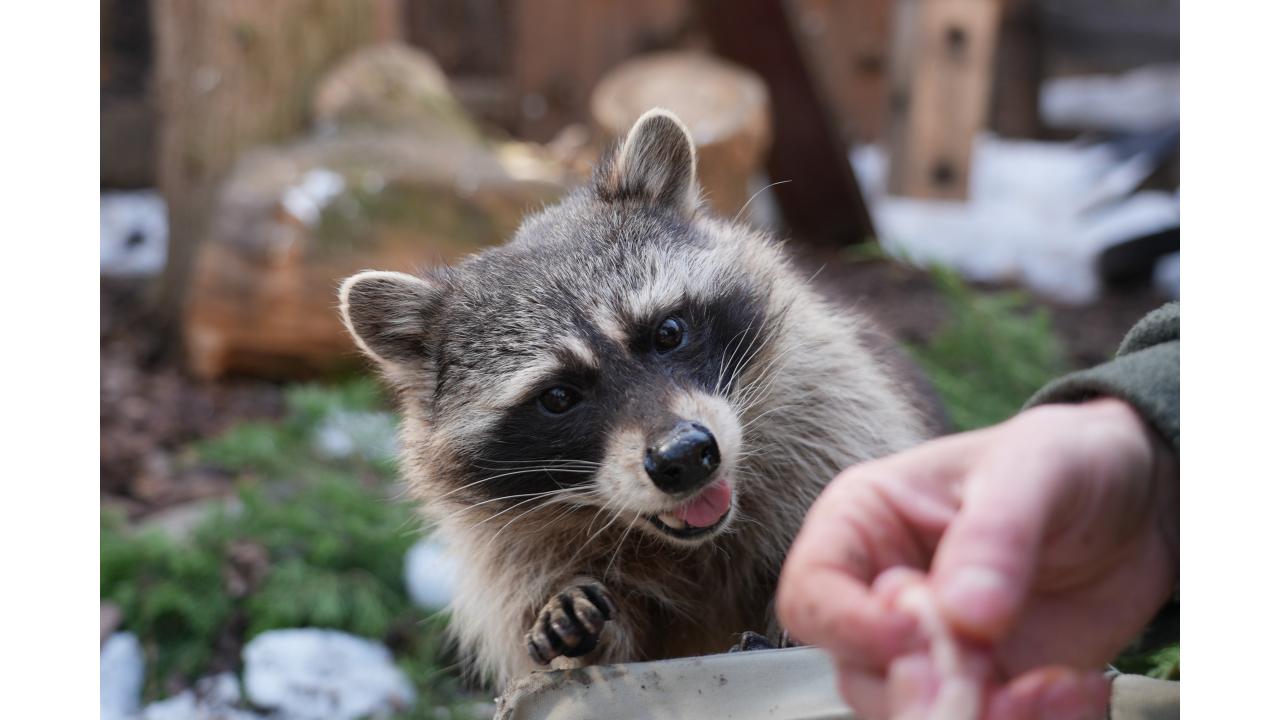 Фото: пресс-служба Московского зоопарка