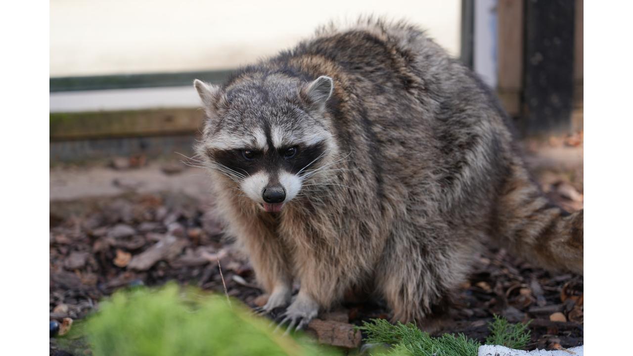 Фото: пресс-служба Московского зоопарка
