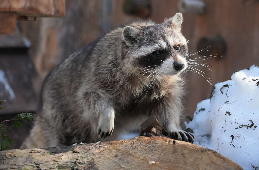 Фото: пресс-служба Московского зоопарка